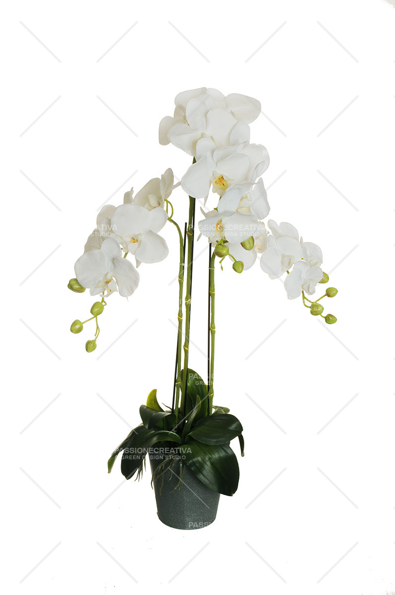 Pianta Orchidea Phalaenopsis Bianca h 78 cm , 3 rami - fiore